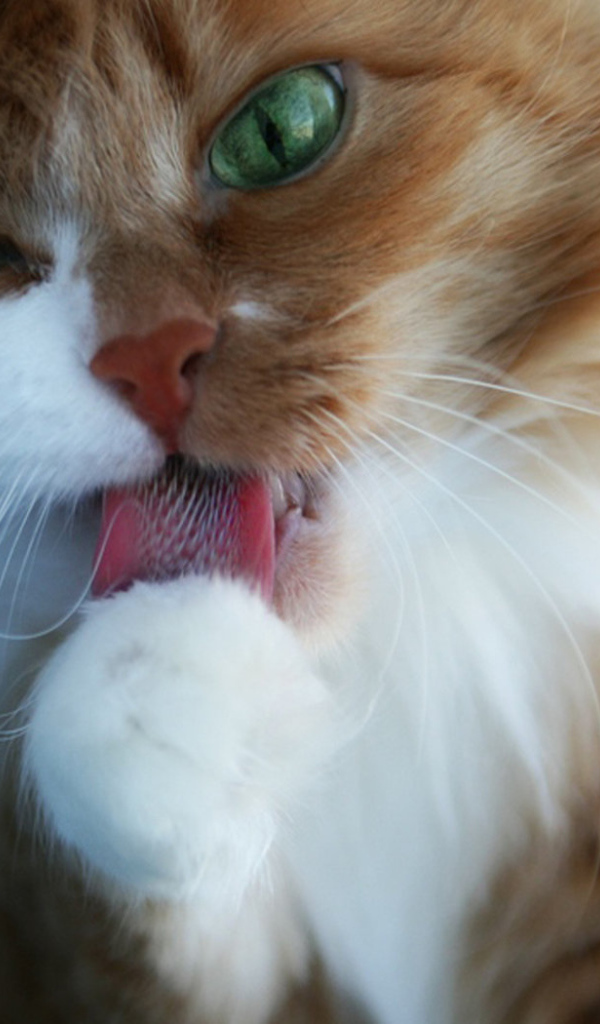 Пушистая кошечка