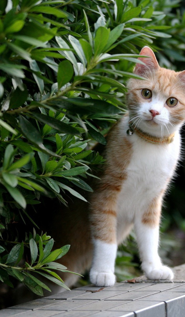 Рыжий котенок