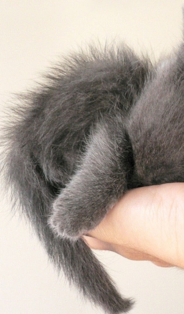 Серый котенок