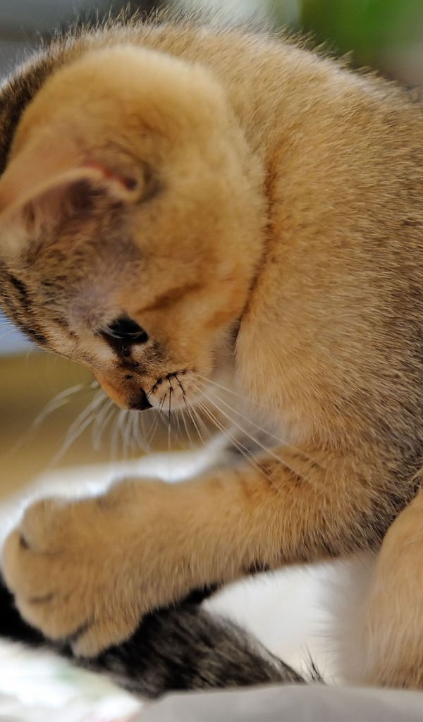 Домашний котенок