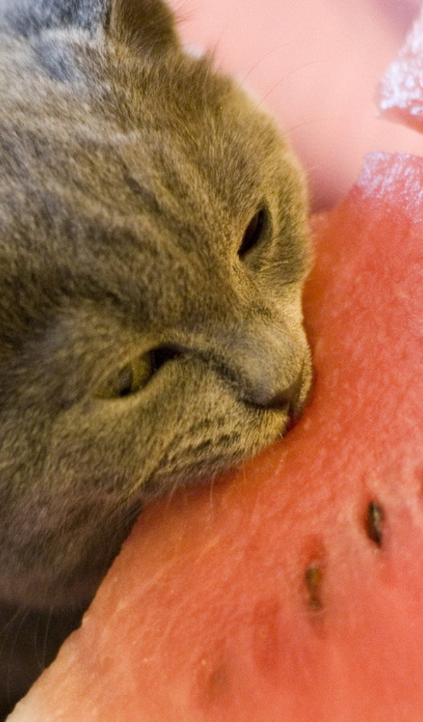 Киса и арбуз