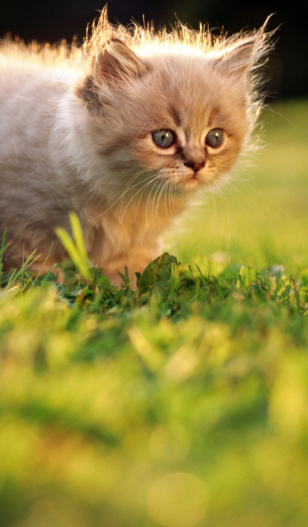 Маленький котенок