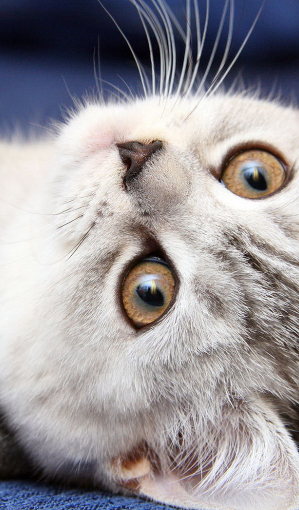 Симпатичная мордашка