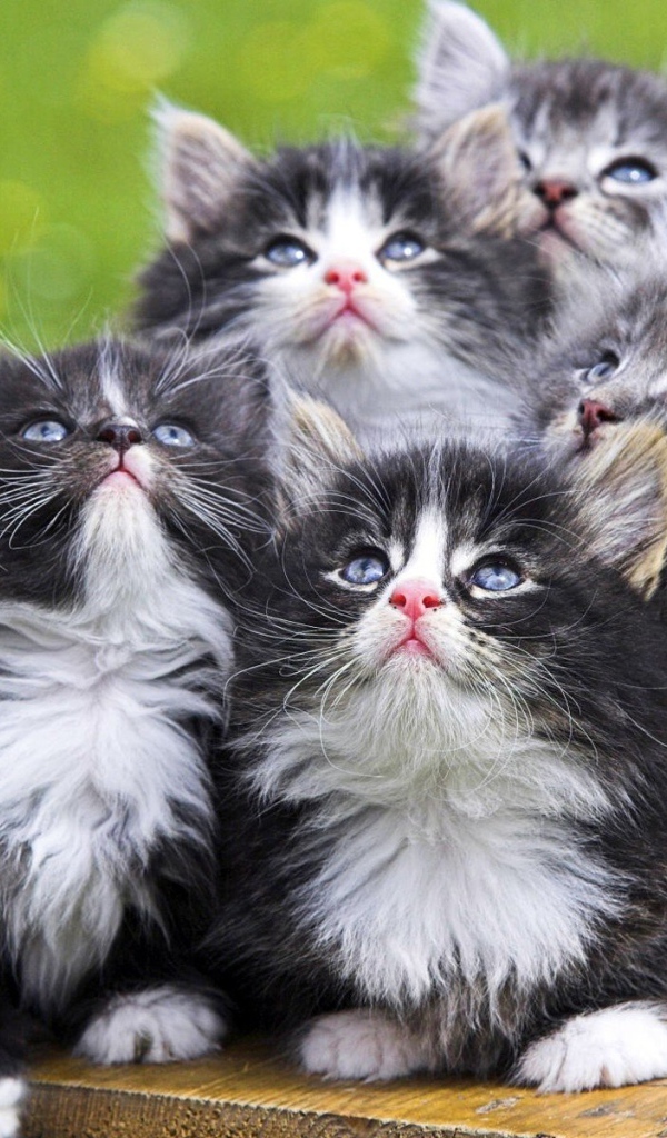 Симпатичные котята