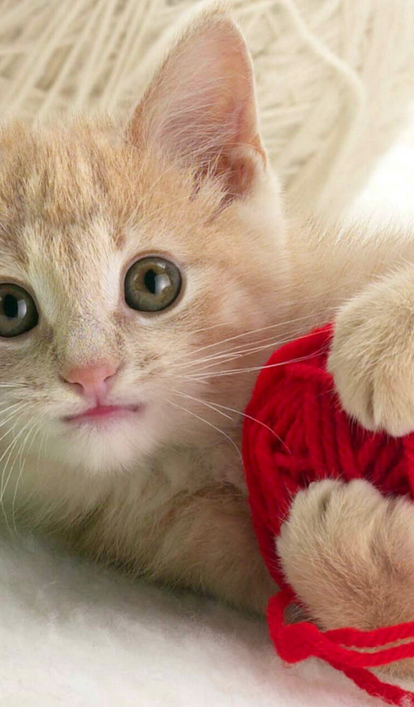 Играющий котенок