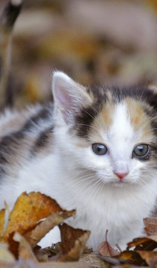 Киса среди листьев