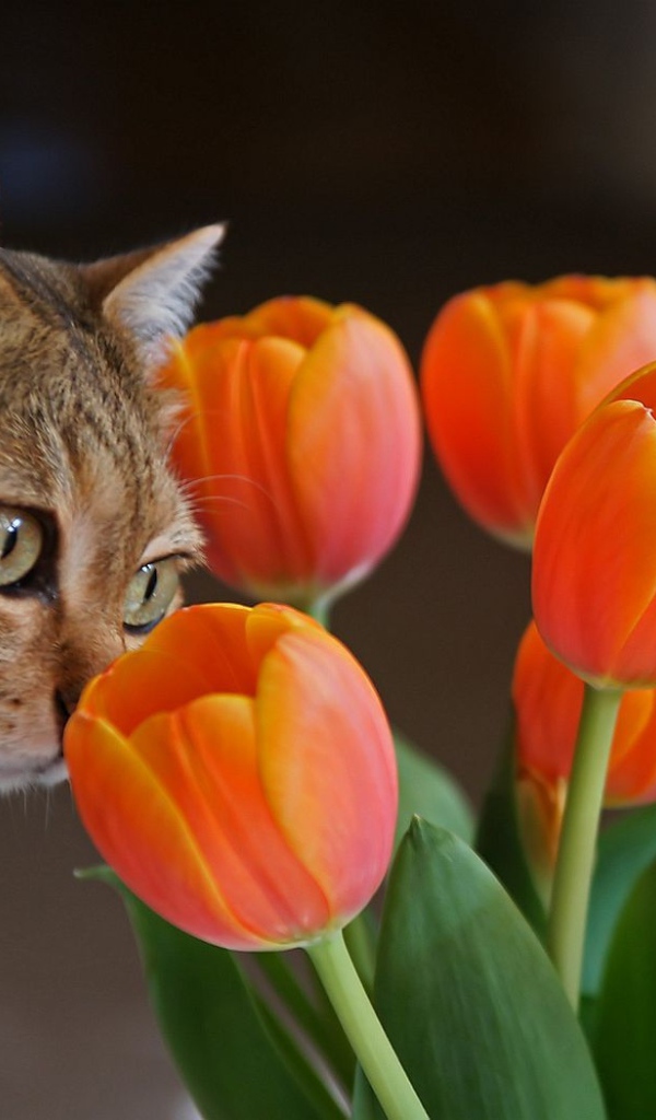 Киса и тюльпаны