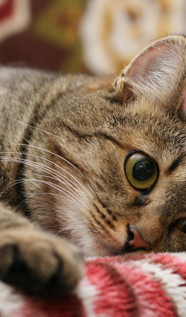 Киса на одеяле