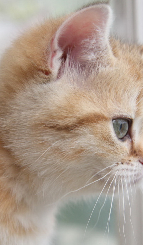 Рыжий котенок