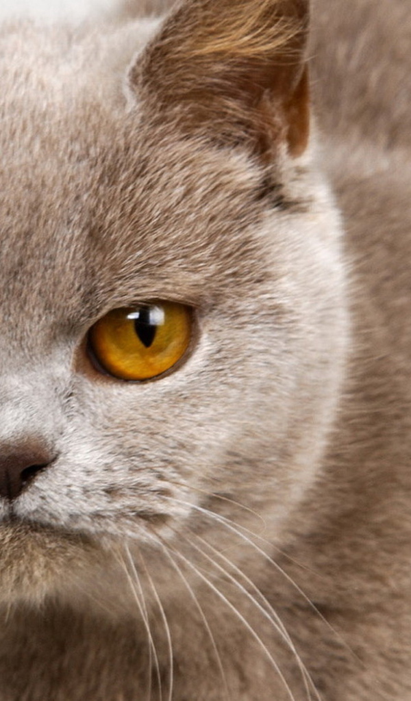 Унылый котик