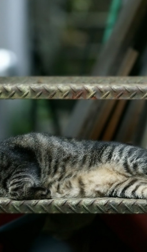 Спящая кошка