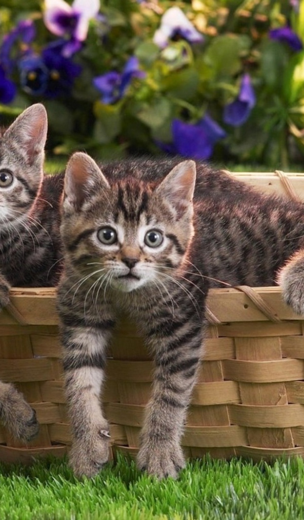 Котята в корзине