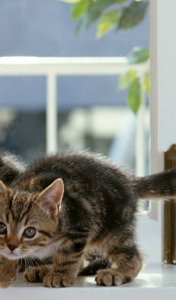 Котята на окне