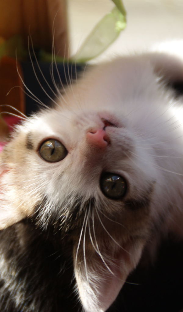 Маленькая киса