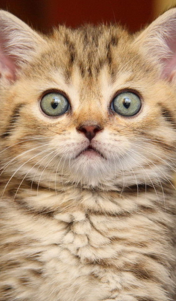 Удивленный котенок