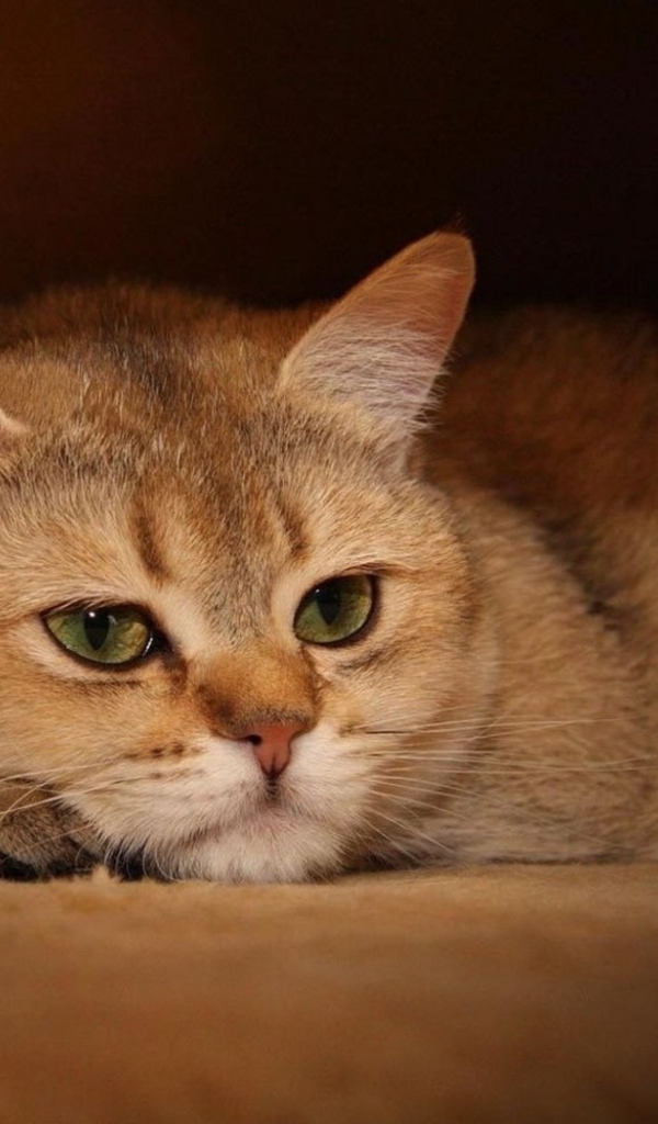 Задумчивый кот