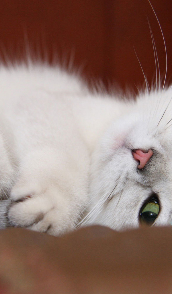 Белый котенок