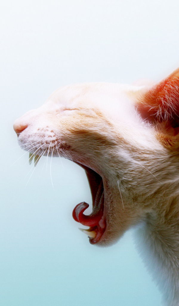 Зевающая кошка