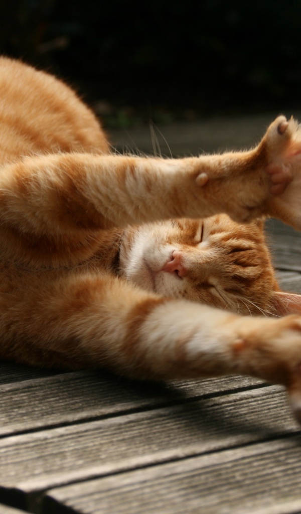 Потягивающийся кот