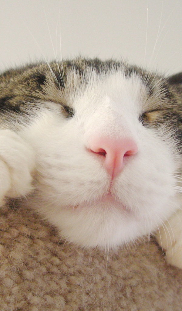 Кошачья мордашка