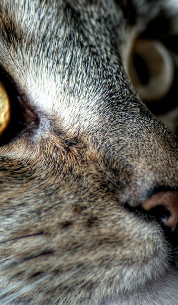 Кошачья мордашка