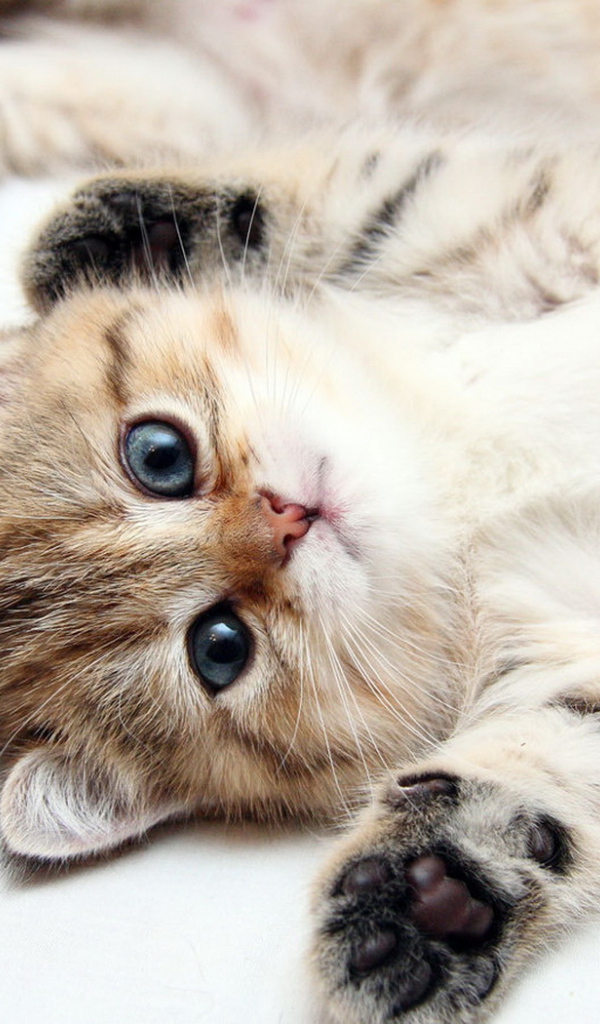 Развалившийся котенок