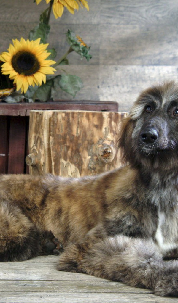 Афганская борзая