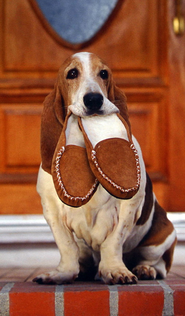 Бассет-хаунд и тапочки