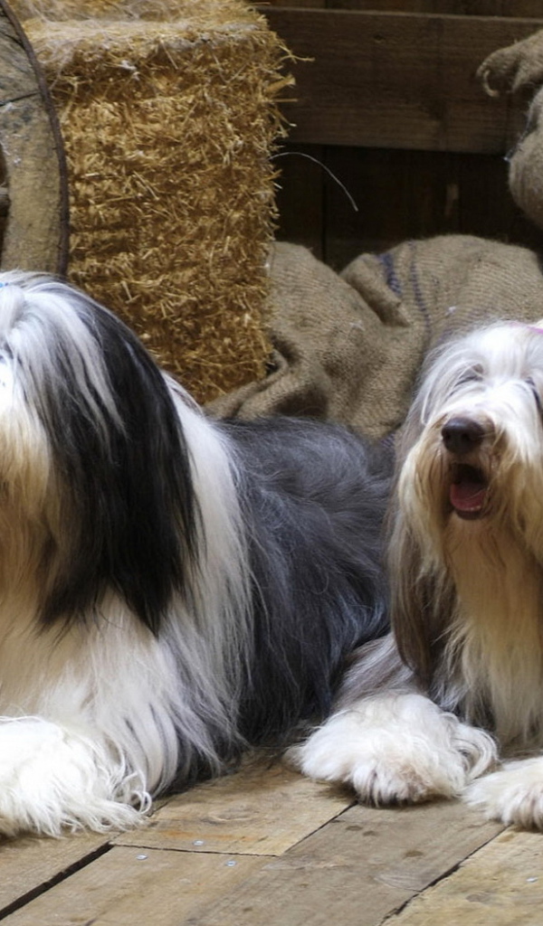 Бородатые колли