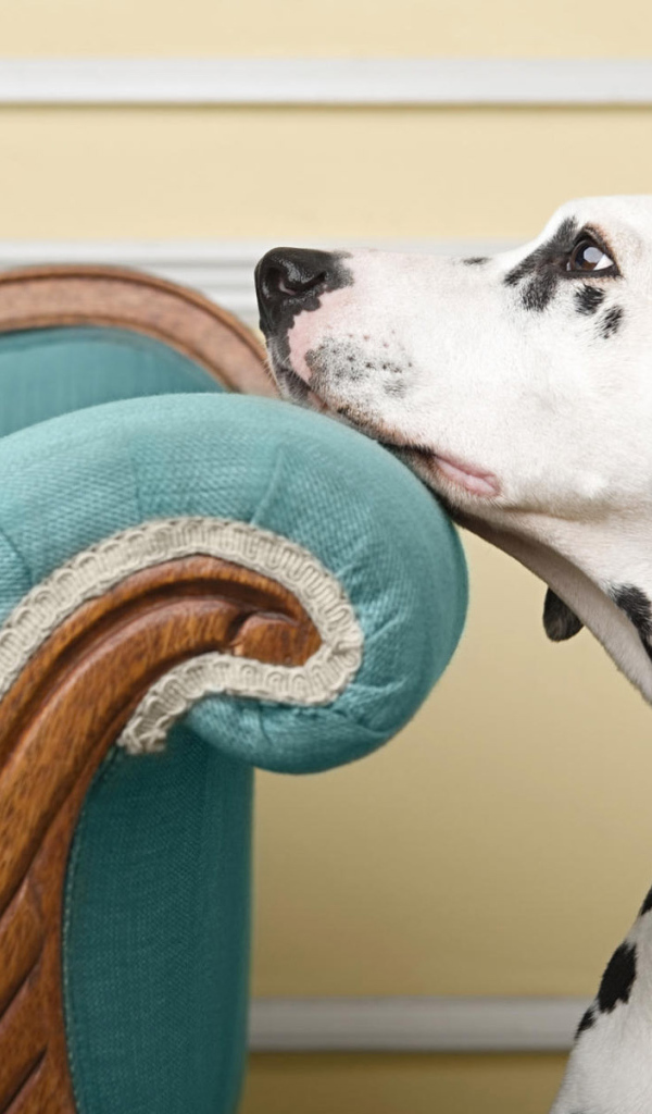 Заскучавший далматинец