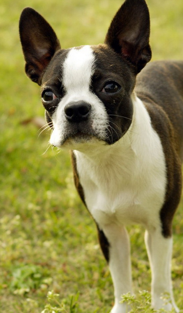 Бостонский терьер