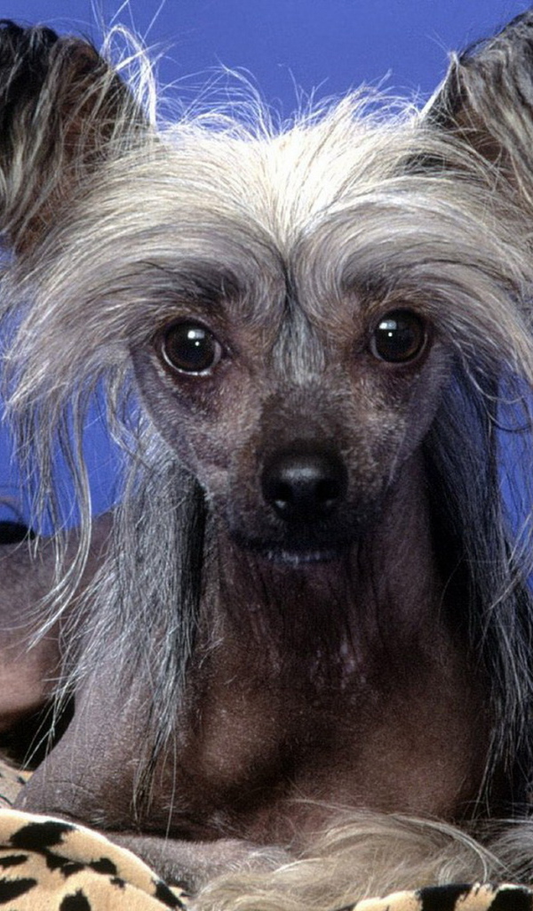 Китайская хохлатая собачка