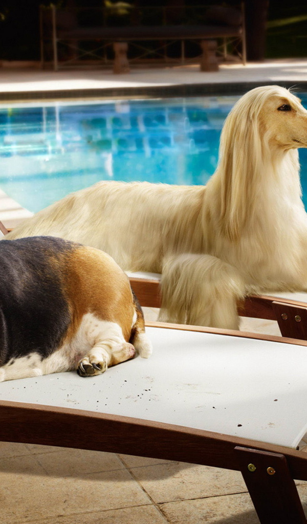 Парочка собак на лежаках