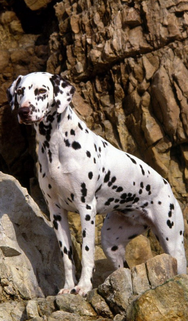 Далматинец