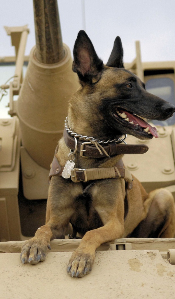 Собака на войне