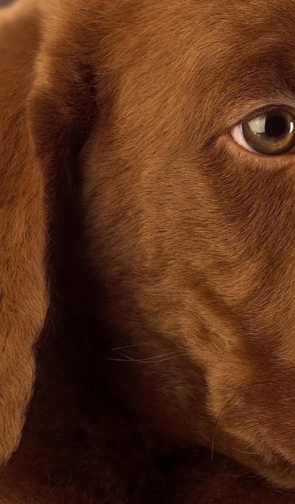 Собачья мордашка