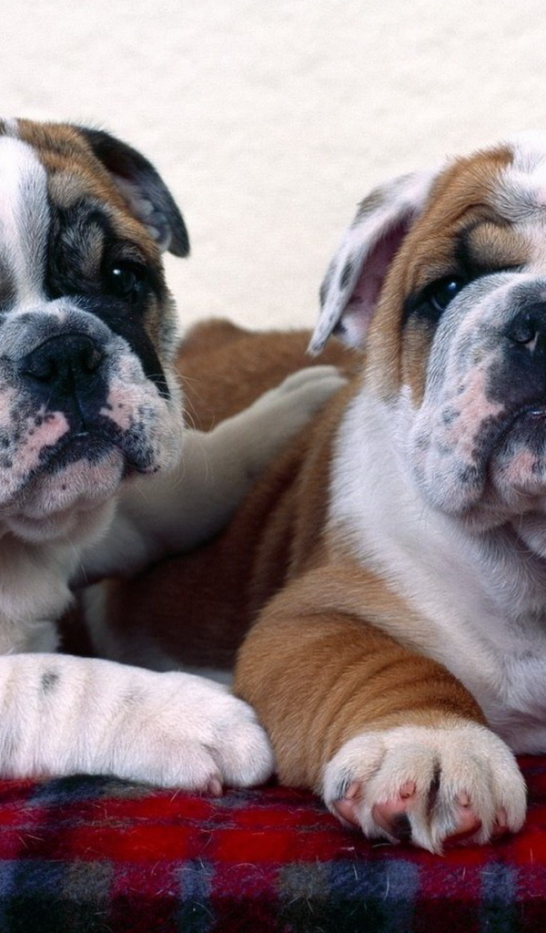 Английский бульдог