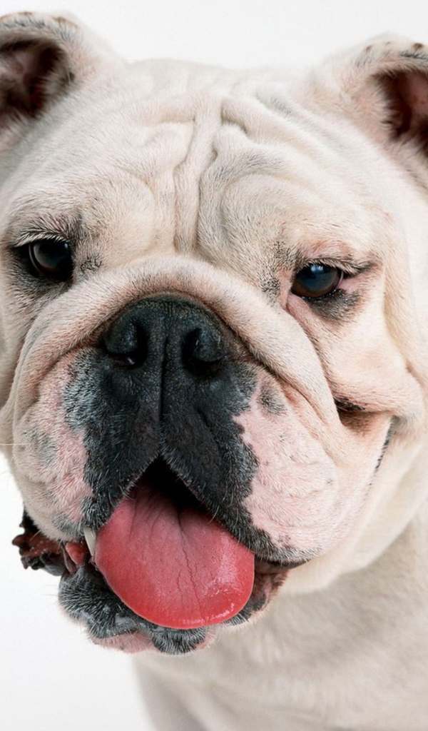 мордашка Английского бульдога