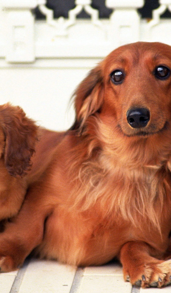 Семейство такс