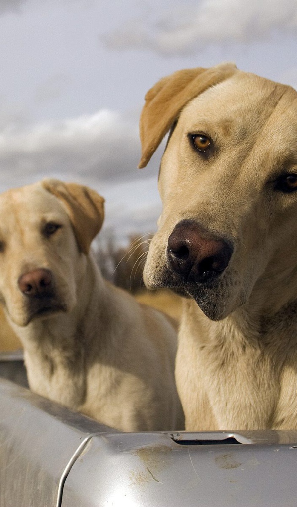 Смешные псы