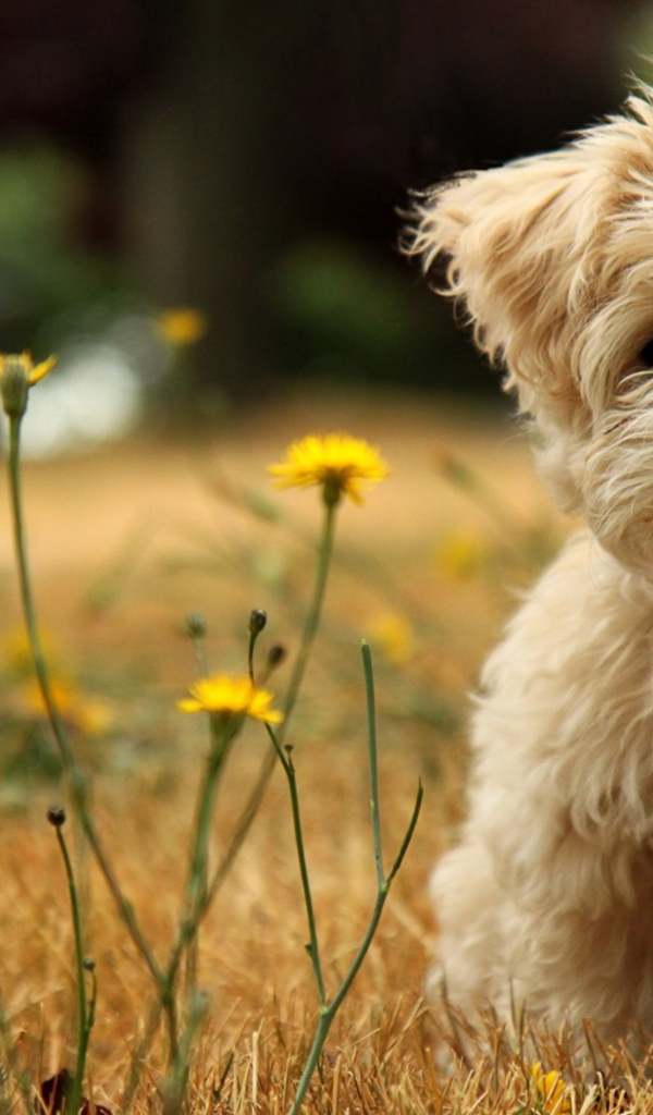 Забавный щенок