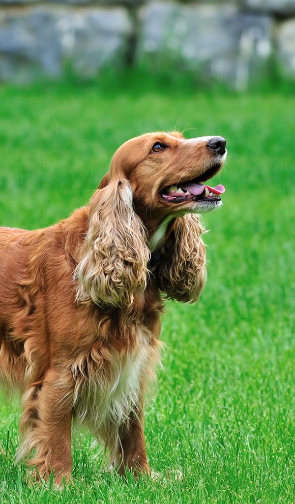 Ирландские сеттер