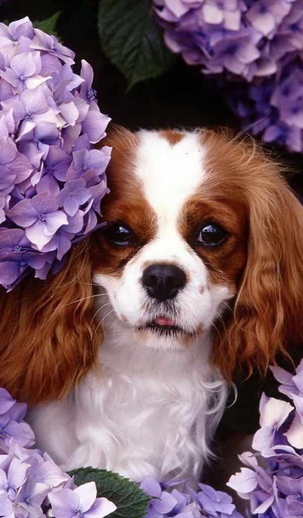 Японские хины