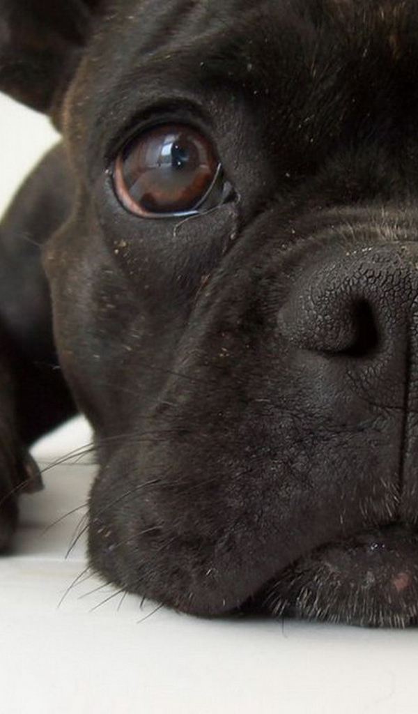 Симпатичная мордашка