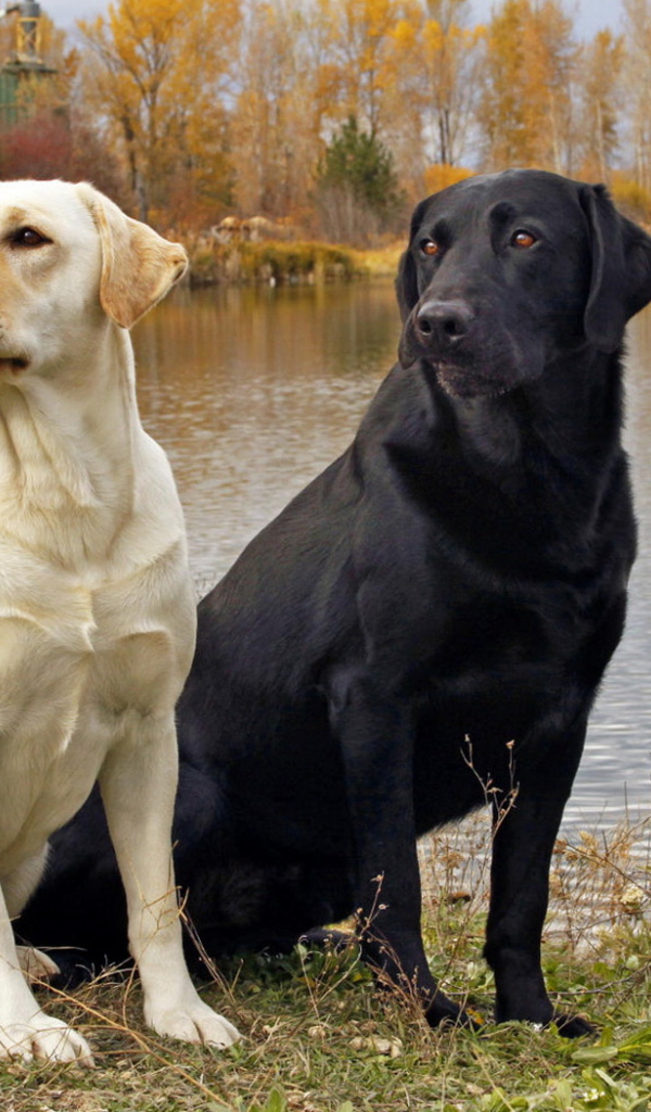 Пара Лабрадоров