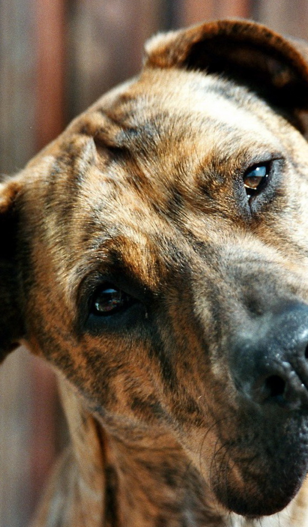 Пит-бультерьер