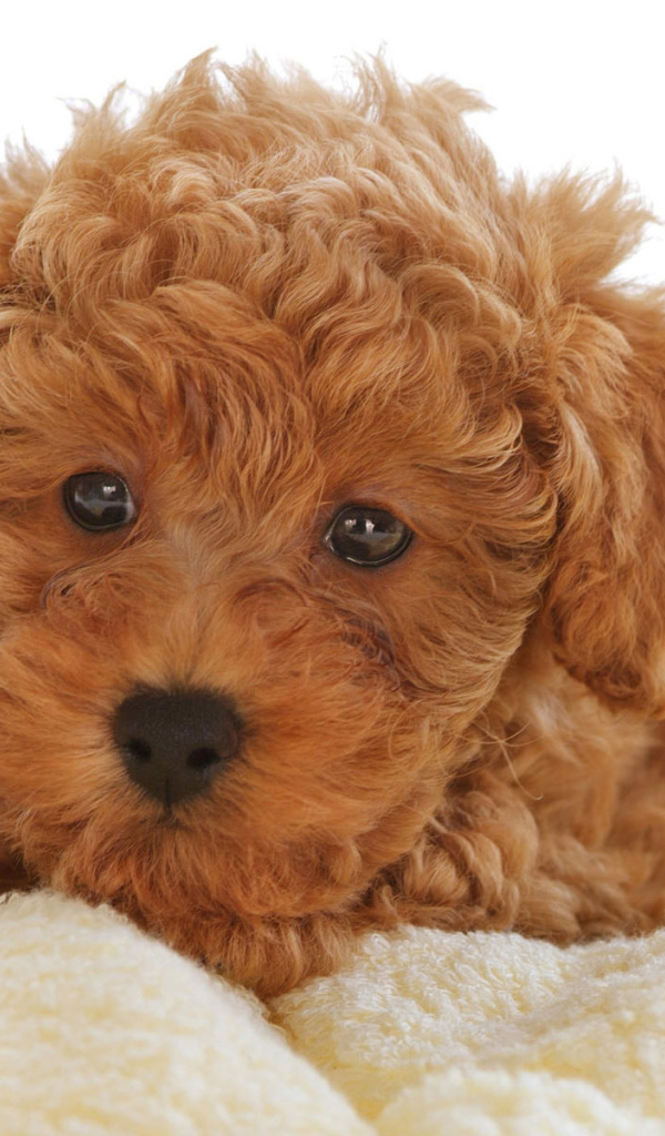 Щенок, Кудрявый