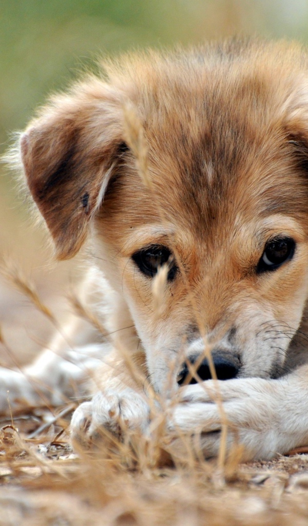 Щенячий взгляд