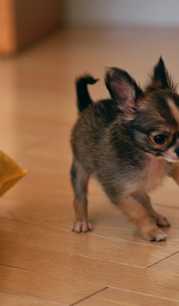 щенок Той-Терьера