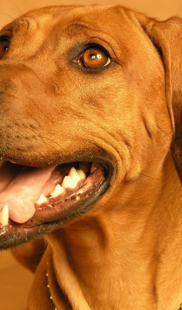 Родезийский риджбек